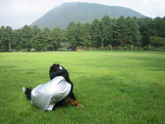 離山と痒がり犬。