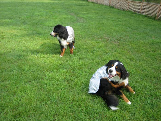 マージと痒がり犬。