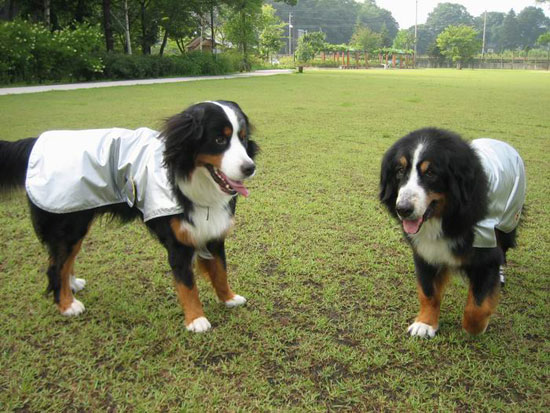 久しぶりの湯川ふるさと公園。さあ、遊ぶわよ!
