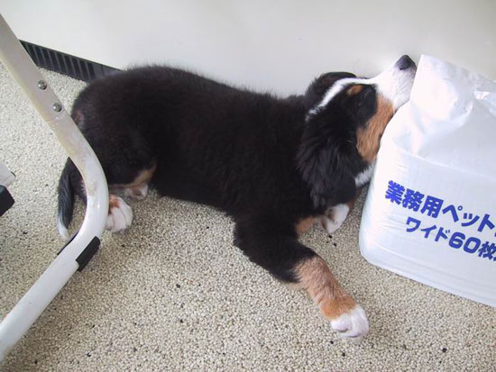 さすがにこういう寝方はしなくなったなあ。