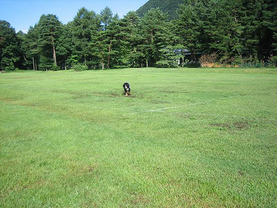 マージがよたよたと・・・