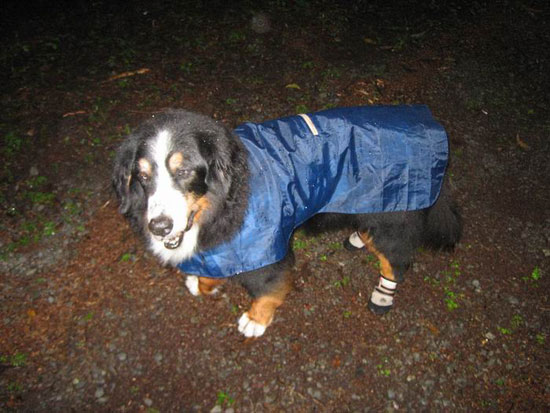 凄い雨。もう、ずぶ濡れ。