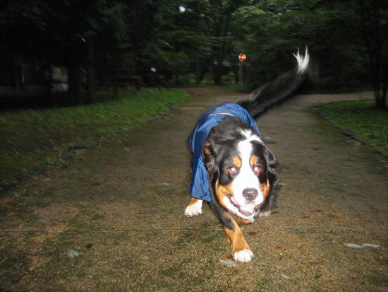 ����P�����Ă������ł���B
